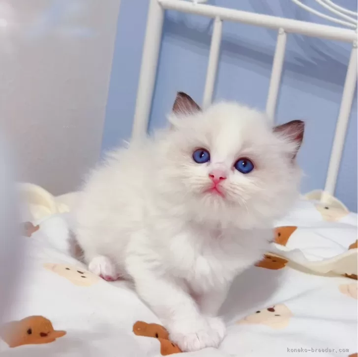 ID:2405-02533の子猫