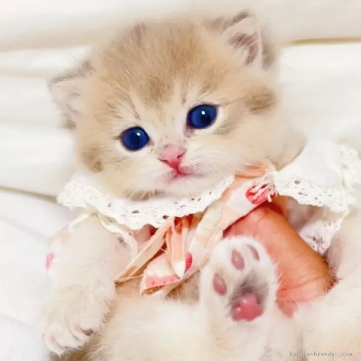 ID：2305-00453の子猫
