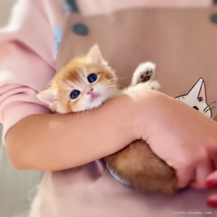 ID：2401-00725の子猫