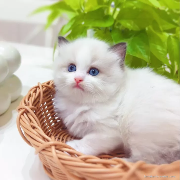 ID:2410-02323の子猫