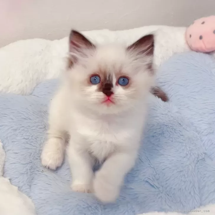 J.S 様のお迎えした子猫