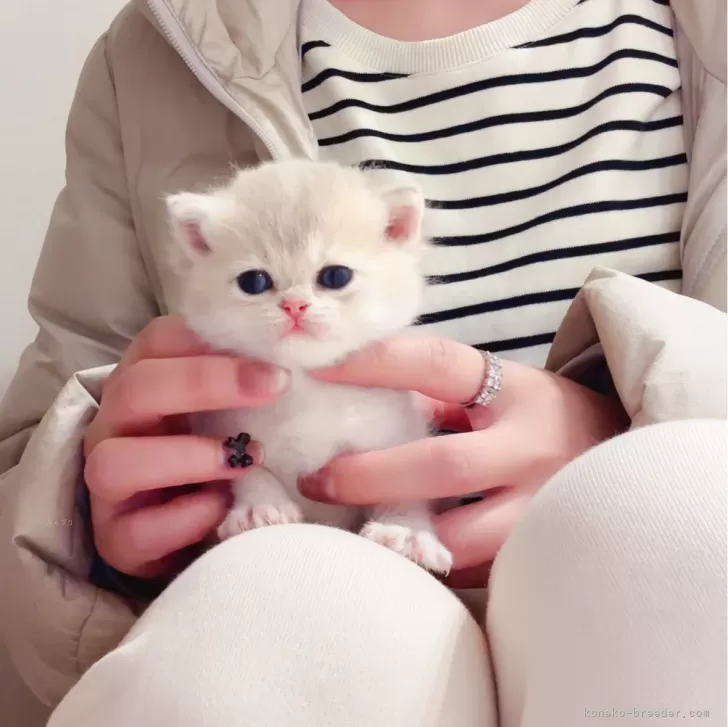 ID：2404-02991の子猫