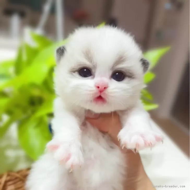ID:2412-00370の子猫