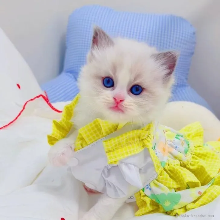 T.O 様のお迎えした子猫
