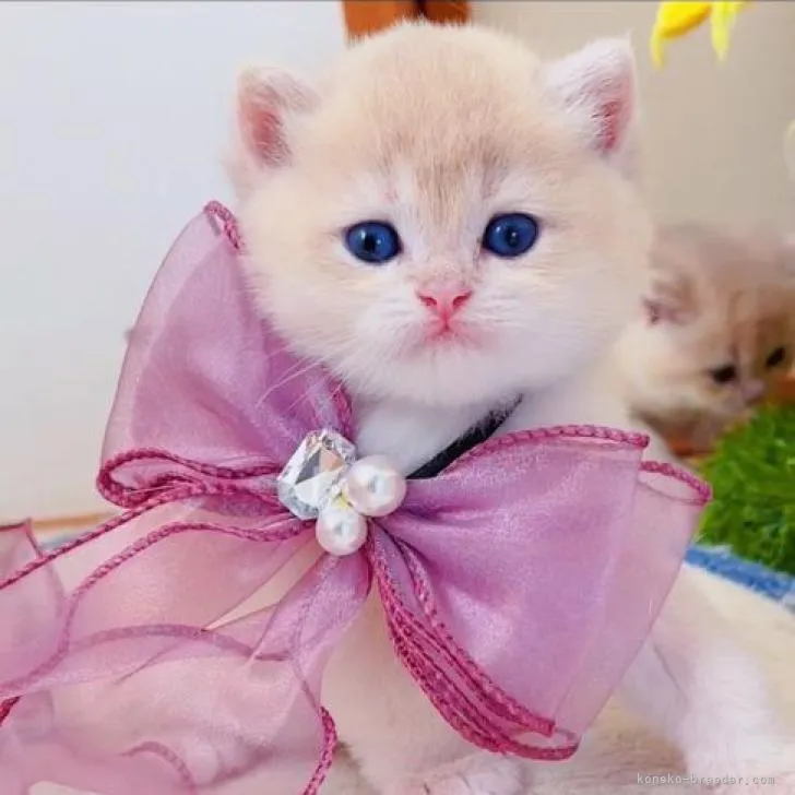 ID：2209-02389の子猫