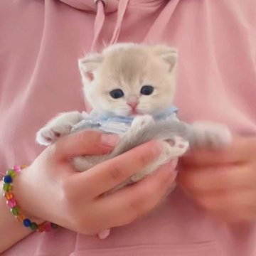 ブリティッシュショートヘア【埼玉県・女の子・2023年4月15日・ブルーゴールデン】の写真「まん丸、プニョプニョの子🤩」