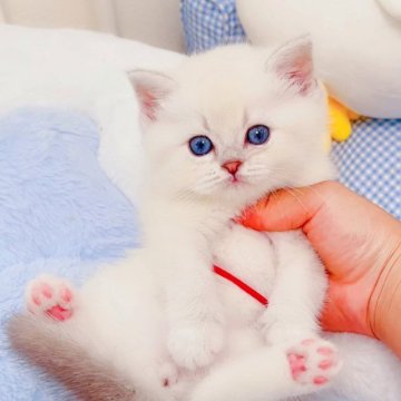 ラグドール【埼玉県・女の子・2023年4月15日・ブルーリンクスポイント】の写真「大人しい、💕甘えん坊、珍しいカラー」
