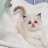 ラグドール【埼玉県・男の子・2024年3月29日・シールポイントバイカラー】の写真4