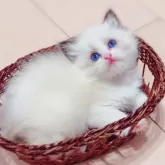 ラグドール【埼玉県・男の子・2024年3月29日・シールポイントバイカラー】の写真5