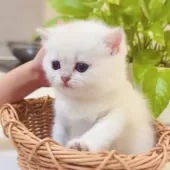 ブリティッシュショートヘア【埼玉県・女の子・2025年2月2日・ゴールデンリンクスポイント】の写真4