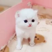 ブリティッシュショートヘア【埼玉県・男の子・2025年7月11日・ゴールデンポイント】の写真6