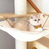 ブリティッシュショートヘア【埼玉県・女の子・2025年7月11日・ブルーゴールデン】の写真6