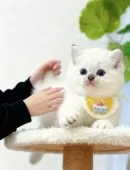 ラグドール【埼玉県・男の子・2025年9月10日・シールリンクスポイントミテッド】の写真4