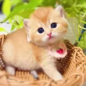 ブリティッシュショートヘア【埼玉県・女の子・2025年6月25日・ブルーゴールデン】の写真12