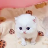 ブリティッシュショートヘア【埼玉県・男の子・2025年7月11日・ゴールデンポイント】の写真3