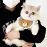 ブリティッシュショートヘア【埼玉県・女の子・2025年7月11日・ブルーゴールデン】の写真8