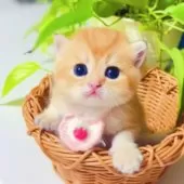 ブリティッシュショートヘア【埼玉県・女の子・2025年6月25日・ブルーゴールデン】の写真14