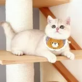 ブリティッシュショートヘア【埼玉県・女の子・2025年7月11日・ブルーゴールデン】の写真4