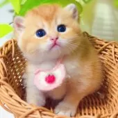 ブリティッシュショートヘア【埼玉県・女の子・2025年6月25日・ブルーゴールデン】の写真15