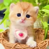 ブリティッシュショートヘア【埼玉県・女の子・2025年6月25日・ブルーゴールデン】の写真7