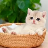 ブリティッシュショートヘア【埼玉県・女の子・2025年8月7日・ブルーゴールデン】の写真2「大きな瞳で見つめられると、思わず笑顔になってしまうほど✨」