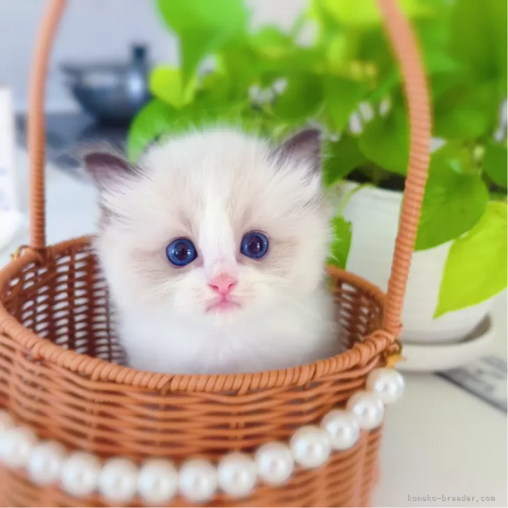 わたる 様のお迎えした子猫