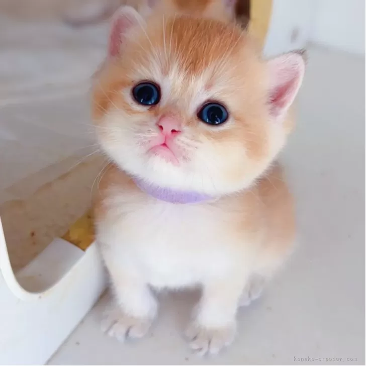 ID：2507-02099の子猫