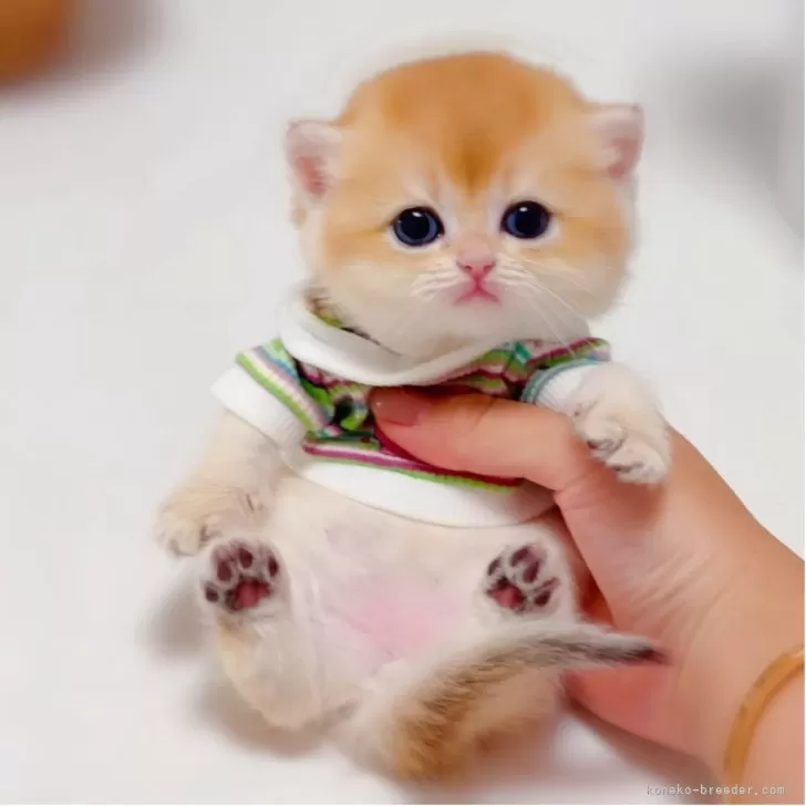 ID:2507-02456の子猫