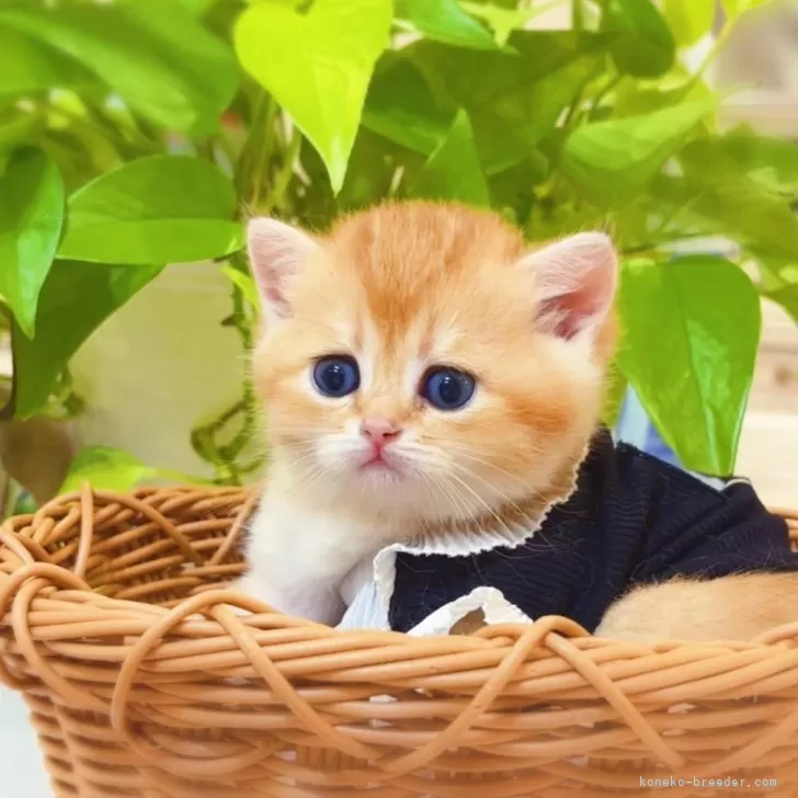 ID：2507-02753の子猫