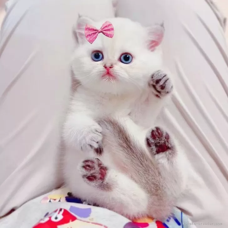 ID：2505-02921の子猫