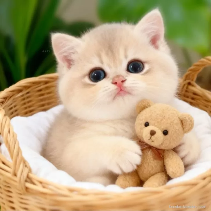 ブリティッシュショートヘア【埼玉県・女の子・2025年8月7日・ブルーゴールデン】の写真1「まるでぬいぐるみのように愛らしく、見る人すべてを虜にしてしまう魅力を持った子です」