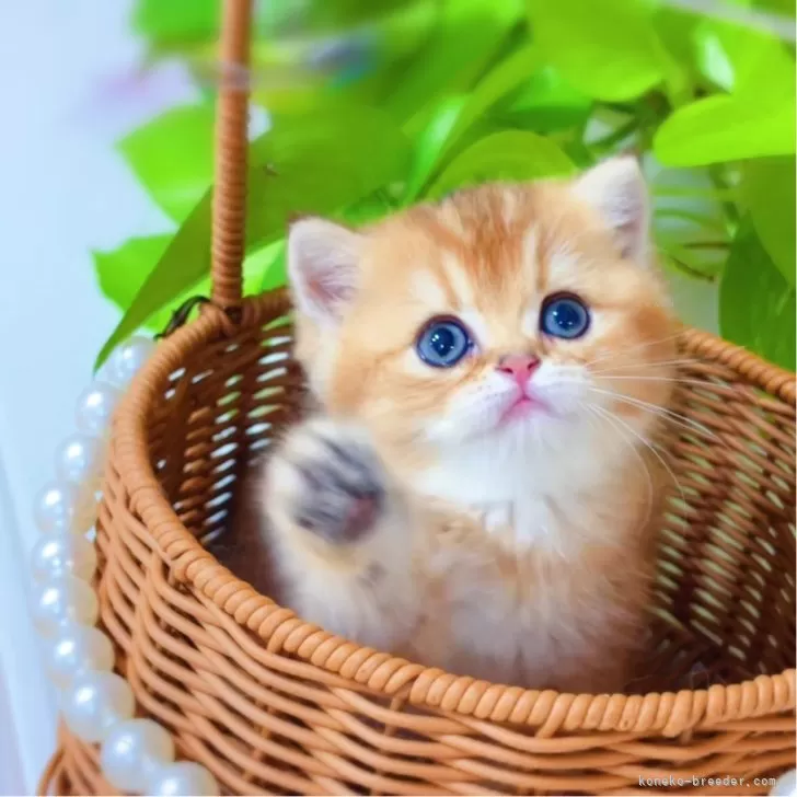 ID：2508-02820の子猫