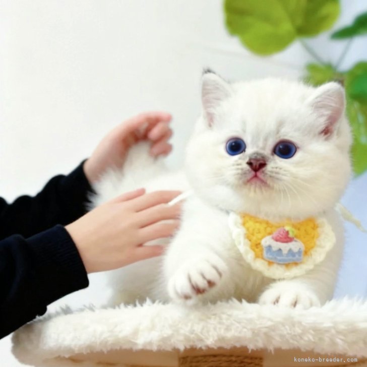 ブリーダー画像