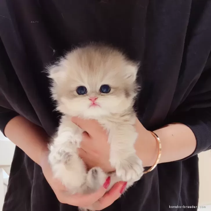 ID:2505-01874の子猫