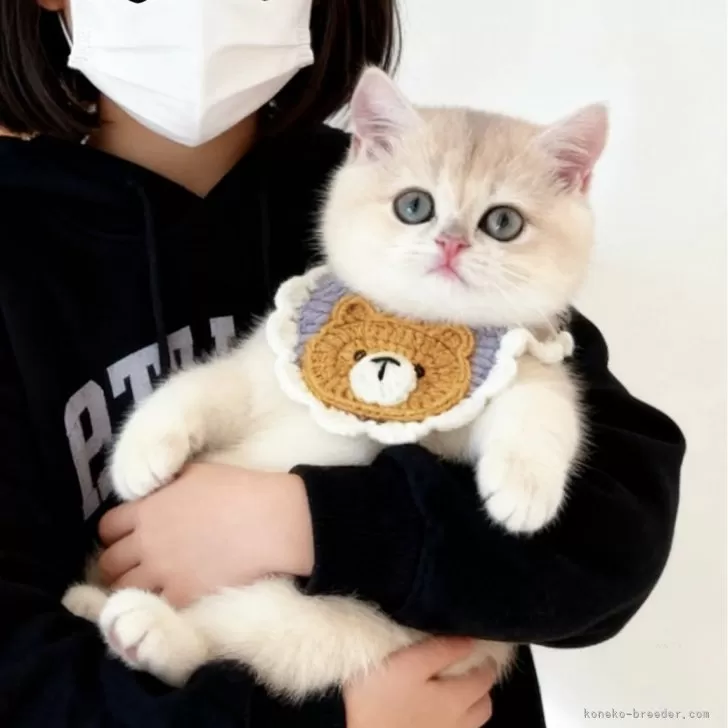 ブリティッシュショートヘア【埼玉県・女の子・2025年7月11日・ブルーゴールデン】の写真1