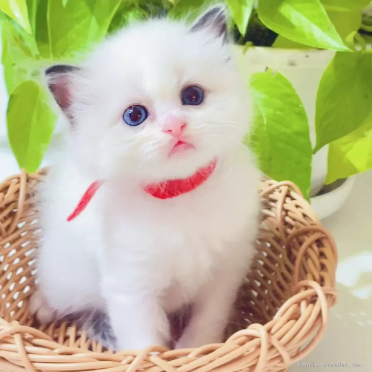 ID:2505-01176の子猫