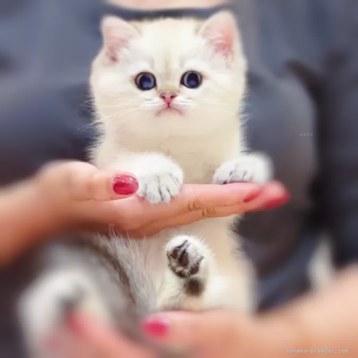 ID：2504-02801の子猫