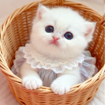 ブリティッシュショートヘア【埼玉県・女の子・2025年9月5日・ゴールデンポイント】の写真「👑✨ 深い青い瞳と甘えん坊な、レアカラーの子🩵」