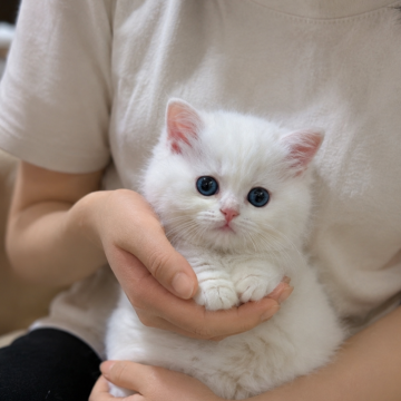 ブリティッシュショートヘア【埼玉県・男の子・2026年3月15日・ゴールデンポイント】の写真「甘え坊🌟🌟🌟」