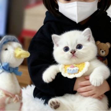 ラグドール【埼玉県・男の子・2025年9月10日・シールリンクスポイント】の写真「🌸✨まるでぬいぐるみのような天使✨」