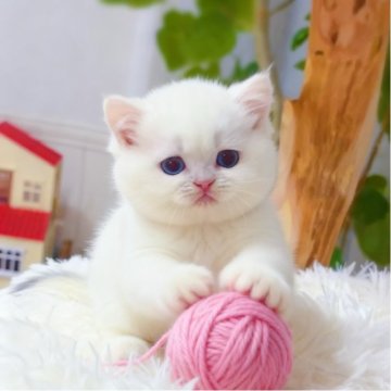 ブリティッシュショートヘア【埼玉県・女の子・2025年9月5日・ゴールデンポイント】の写真「✨小さなプリンセス、珍しいカラー✨可愛い🩵」