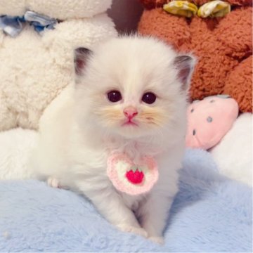 ラグドール【埼玉県・男の子・2025年6月7日・シールポイントバイカラー】の写真「とても活発な性格、爆毛」