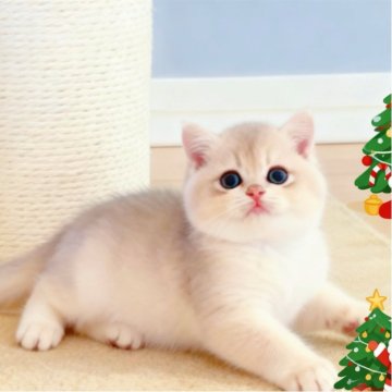 ブリティッシュショートヘア【埼玉県・女の子・2025年8月7日・ブルーゴールデン】の写真「顔とてもキュート🍡 まさに「癒しの天使」です❄️」