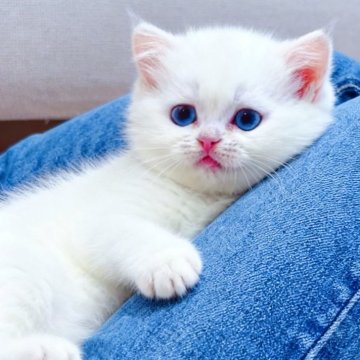 ブリティッシュショートヘア【埼玉県・女の子・2025年9月5日・ゴールデンポイント】の写真「👑✨極上のブリティッシュショートヘア✨」