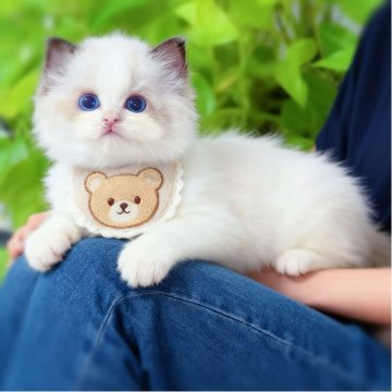 ラグドール【埼玉県・男の子・2025年8月31日・シールポイントバイカラー】の写真「甘え坊✨真丸お顔に、澄んだブルーの瞳がキラキラ」