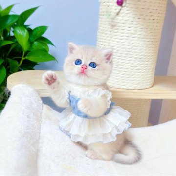 ブリティッシュショートヘア【埼玉県・男の子・2025年8月7日・ブルーゴールデン】の写真「見つめられるだけで心を癒し、💎 天使子猫✨」