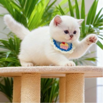 ラグドール【埼玉県・男の子・2025年9月10日・シールリンクスポイントミテッド】の写真「🐾甘え坊，珍しいカラー🩵」