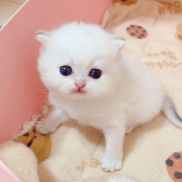 ブリティッシュショートヘア【埼玉県・男の子・2025年7月11日・ゴールデンポイント】の写真「ぷにぷに可愛い子」