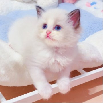 ラグドール【埼玉県・女の子・2025年6月7日・シールポイントバイカラー】の写真「大きな瞳に、透き通るような青い目」