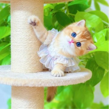 ブリティッシュショートヘア【埼玉県・女の子・2025年8月7日・ゴールデン】の写真「真丸顔、ちょっと垂れ目可愛い」